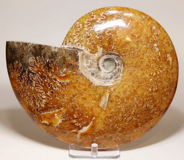 Collectors 9,298ct blonde Ammonite fossil