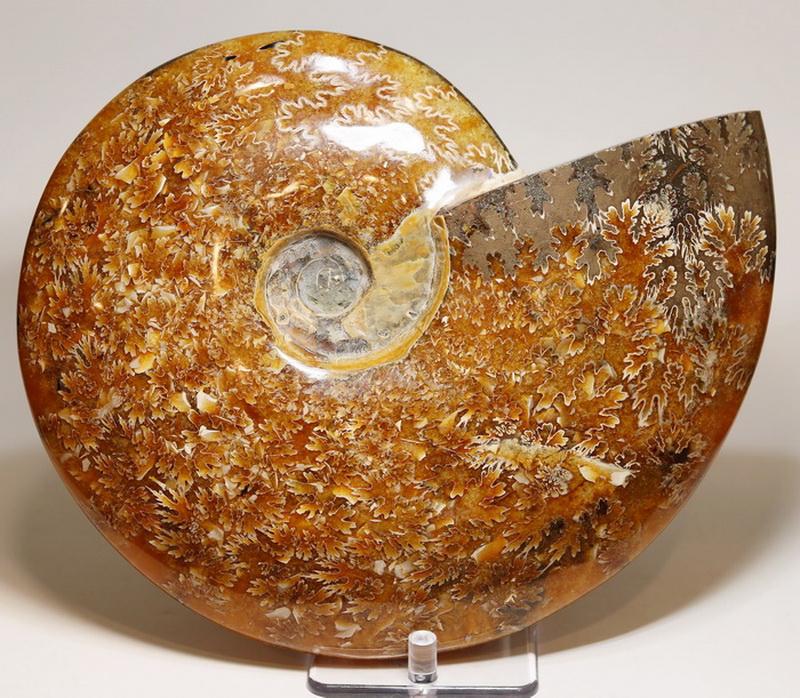 Collectors 9,298ct blonde Ammonite fossil