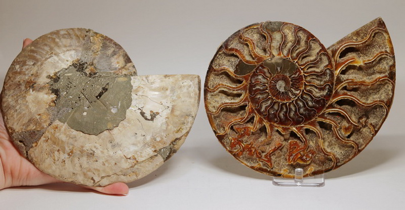 Phenomenal 5,700ct split Ammonite fossil druzy