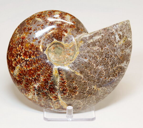 Simply gorgeous 4,510ct Cretacious era Ammonite fossil