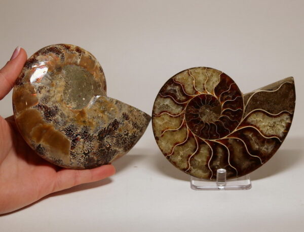 Absolutely gorgeous 2,280ct split Ammonite fossil with Ammolite Opal