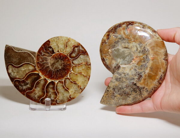 Absolutely gorgeous 2,280ct split Ammonite fossil with Ammolite Opal