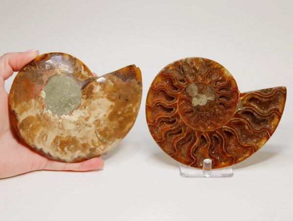 Gorgeous crystals! 2,255ct split Ammonite fossil with Ammolite Opal