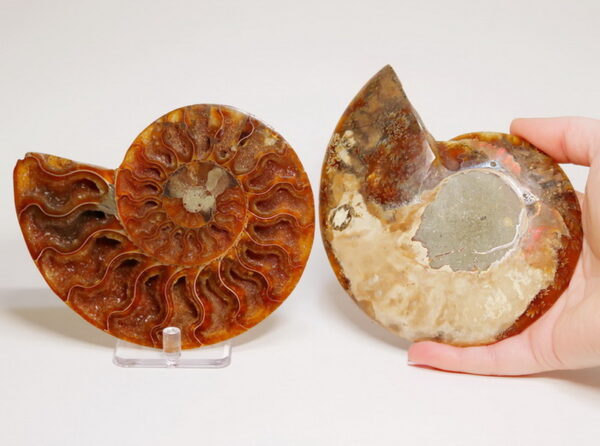 Gorgeous crystals! 2,255ct split Ammonite fossil with Ammolite Opal