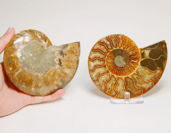 Over a pound! 2,090ct split Ammonite fossil with Ammolite Opal