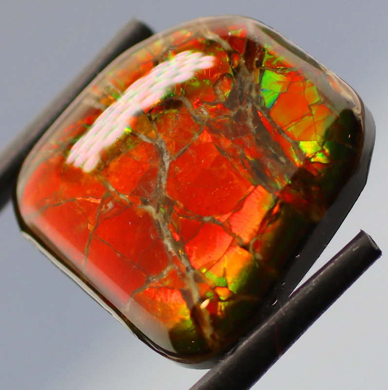 Look at that color! 19.03ct rainbow Ammolite