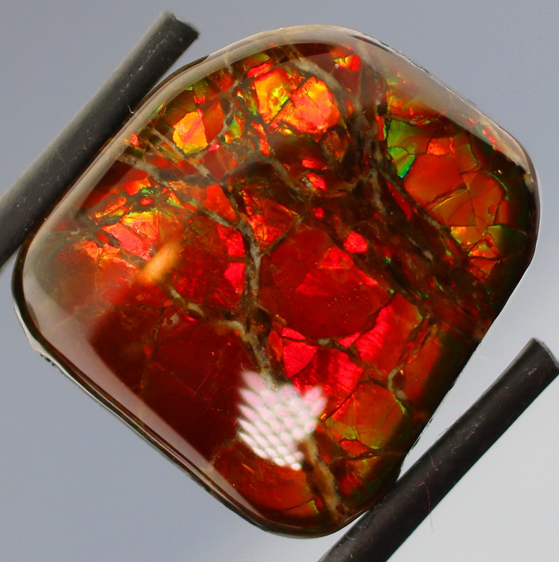 Look at that color! 19.03ct rainbow Ammolite