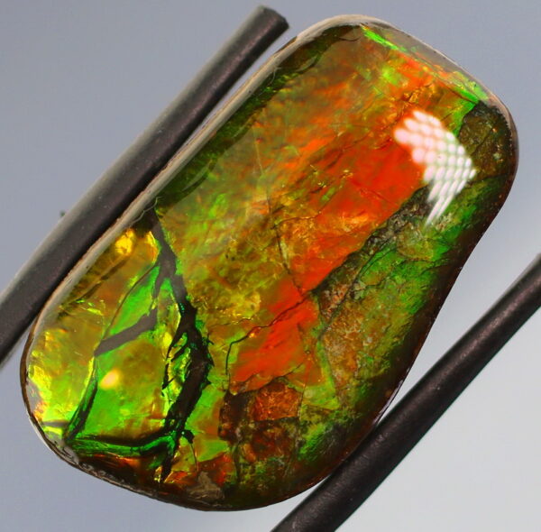 Bright 23.39ct dragonfly wing patterned Ammolite!