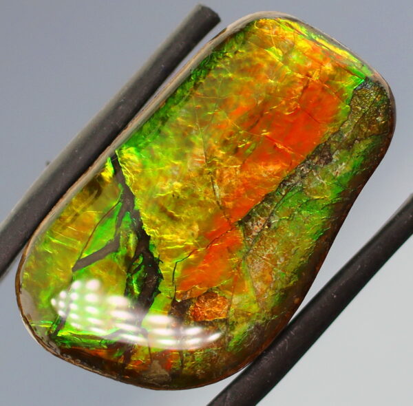 Bright 23.39ct dragonfly wing patterned Ammolite!