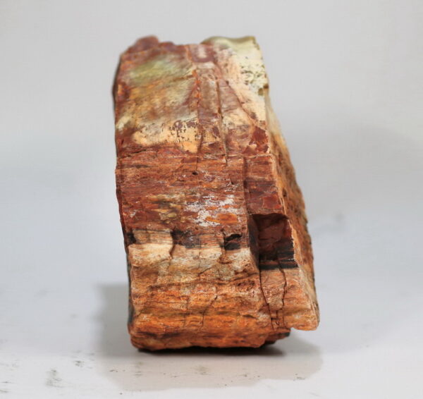 Massive 4,876ct untreated Petrified Wood block