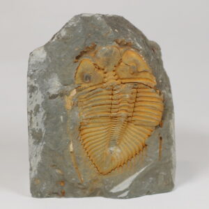 Huge! 1,130ct Trilobite Fossil