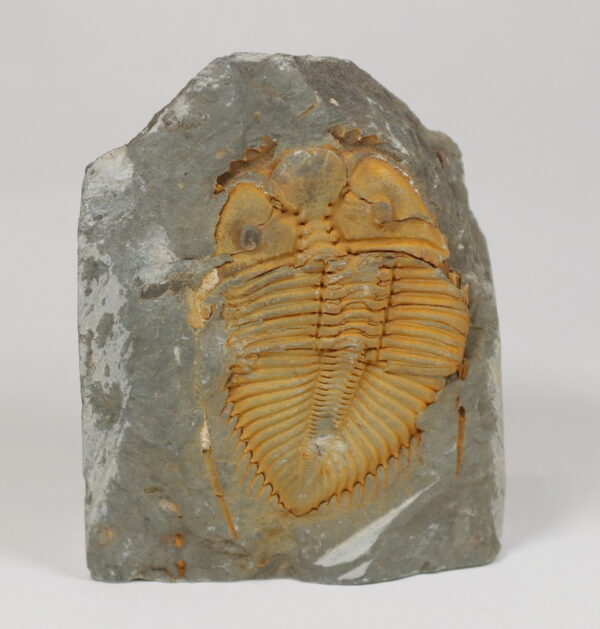 Huge! 1,130ct Trilobite Fossil