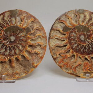 Phenomenal 5,700ct split Ammonite fossil druzy