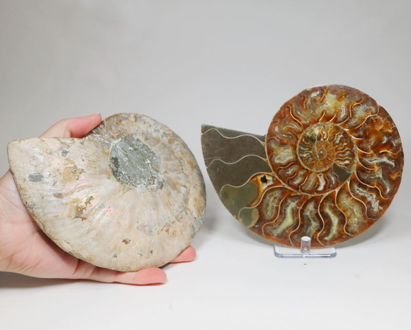 Huge 5,005ct split Ammonite fosssil with Ammolite Opal