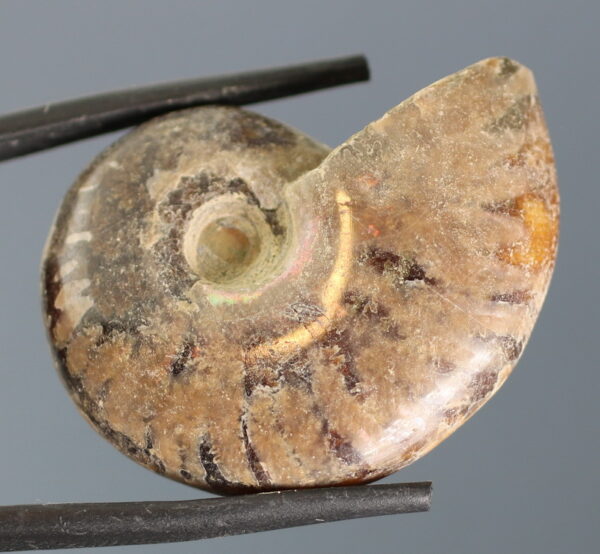 Flashing! 54.33ct iridescent Ammonite fossil