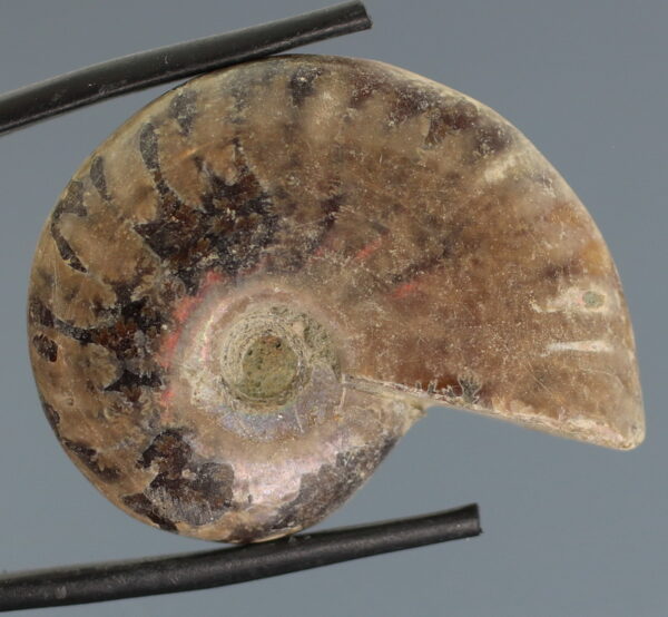 Flashing! 54.33ct iridescent Ammonite fossil