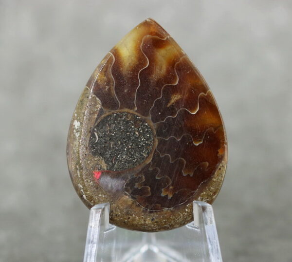 Collectors 44.40ct Ammonite Fossil cabochon