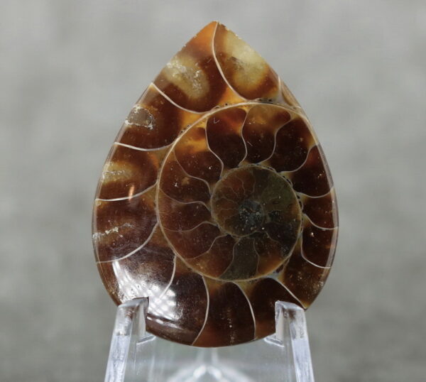 Collectors 44.40ct Ammonite Fossil cabochon