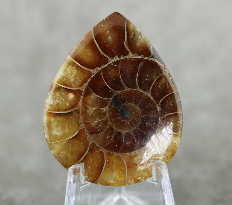 One of a kind 52.85ct Ammonite Fossil cabochon