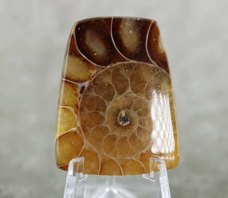 Ancient! 52.62ct Ammonite cabochon