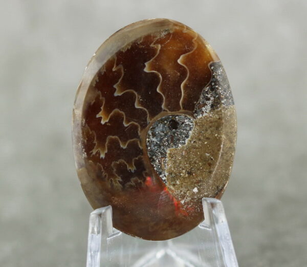 Really cool 51.10ct Ammonite Fossil cabochon