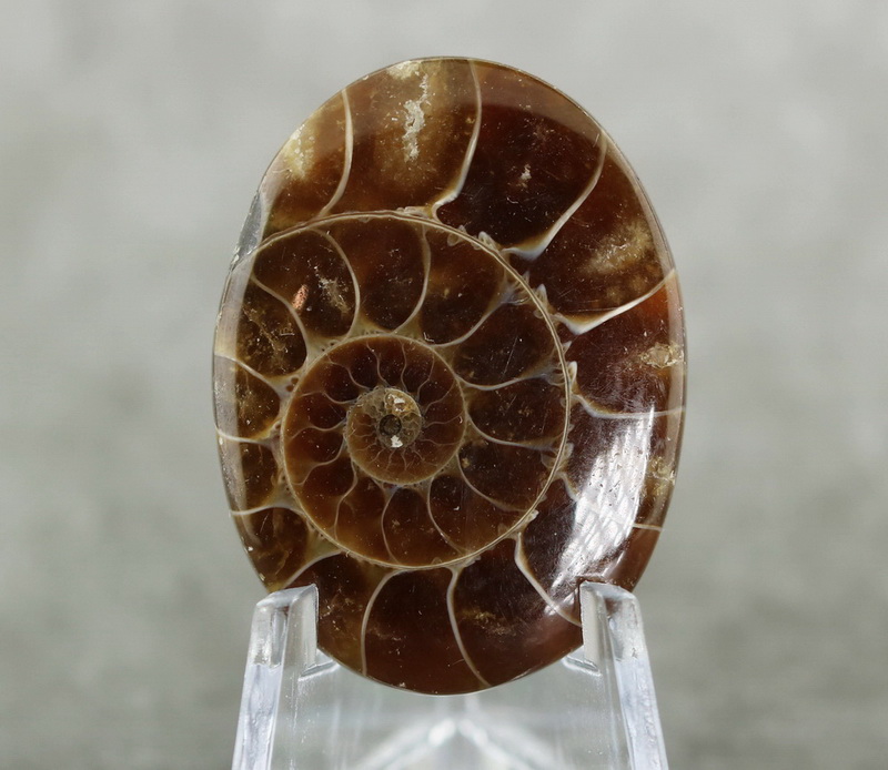 Really cool 51.10ct Ammonite Fossil cabochon