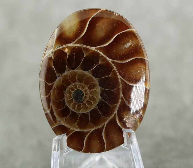 Dazzling 54.15ct Ammonite Fossil cabochon