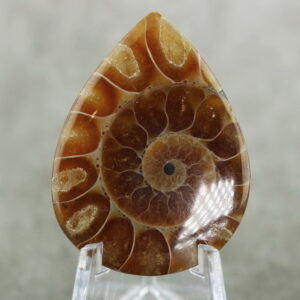 Bright toned 55.35ct Ammonite Fossil cabochon