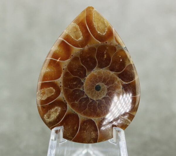 Bright toned 55.35ct Ammonite Fossil cabochon