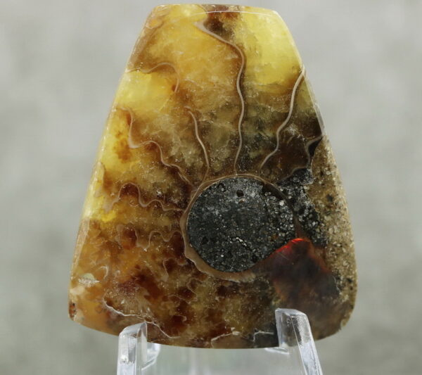 Super unique 68.65ct Ammonite Fossil cabochon