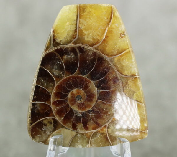 Super unique 68.65ct Ammonite Fossil cabochon