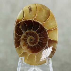 Fantastic 68.55ct Ammonite Fossil cabochon