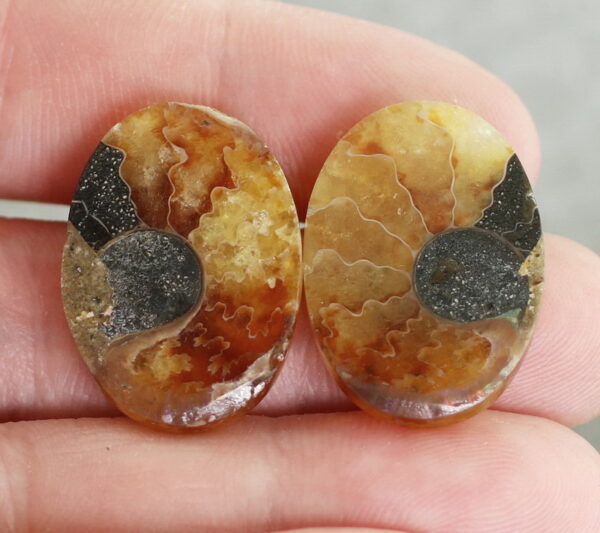 Collectors 37.60ct Ammonite Fossil cabochon pair