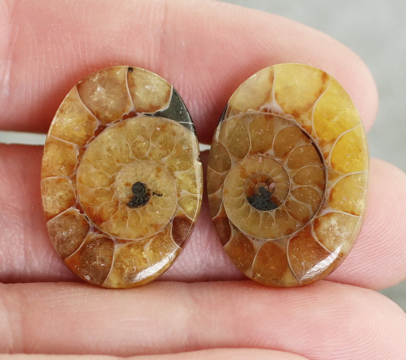 Collectors 37.60ct Ammonite Fossil cabochon pair