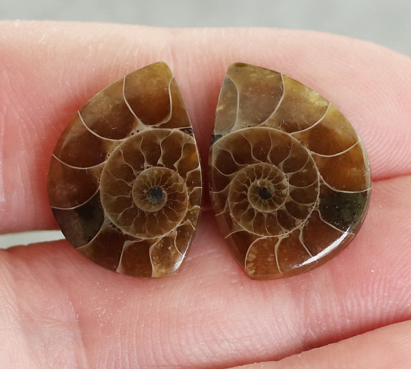 One of a kind 15.85ct Ammonite Fossil cabochon pair