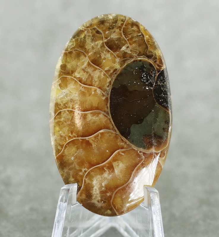 Bright toned 46.85ct Ammonite Fossil cabochon